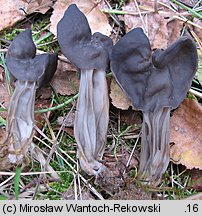 Helvella lacunosa (piestrzyca zatokowata)