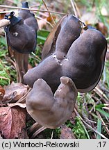 Helvella lacunosa (piestrzyca zatokowata)