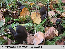 Helvella lacunosa (piestrzyca zatokowata)