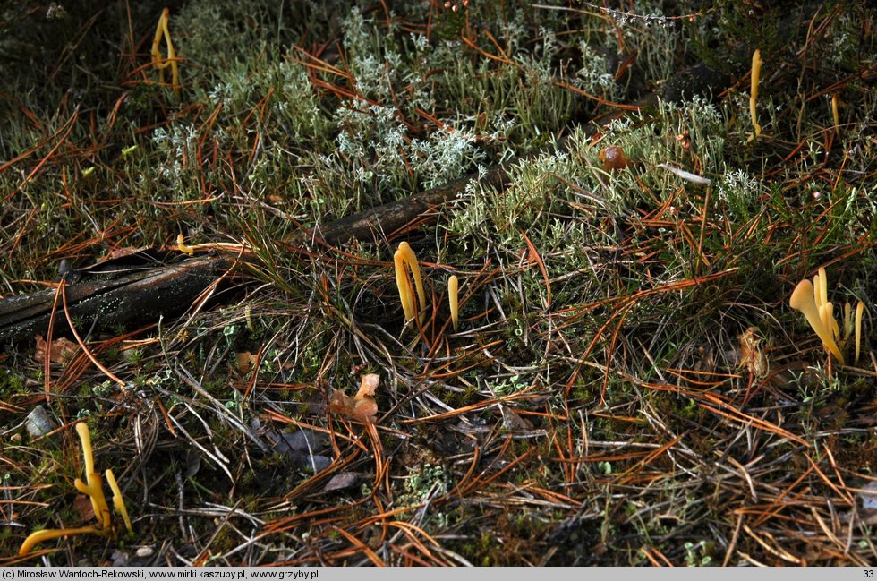 Clavaria argillacea (goździeniec gliniasty)