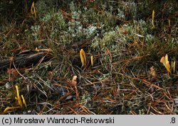 Clavaria argillacea (goździeniec gliniasty)