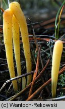 Clavaria argillacea (goździeniec gliniasty)