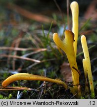 Clavaria argillacea (goździeniec gliniasty)