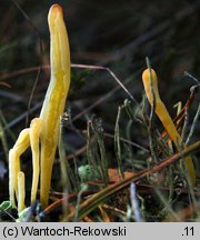 Clavaria argillacea (goździeniec gliniasty)