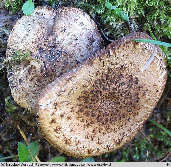 Cystoagaricus sylvestris (kruchopieczarka topolowa)