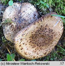 Cystoagaricus sylvestris (kruchopieczarka topolowa)