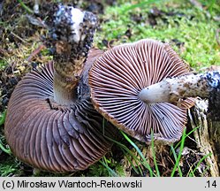 Cystoagaricus sylvestris (kruchopieczarka topolowa)