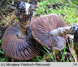 Cystoagaricus sylvestris (kruchopieczarka topolowa)