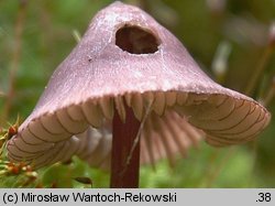 Mycena purpureofusca (grzybówka fioletowobrązowa)