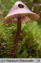 Mycena purpureofusca (grzybówka fioletowobrązowa)