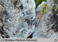 Phellodon niger (korkoząb czarniawy)