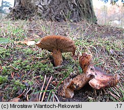 Tricholoma populinum (gąska topolowa)