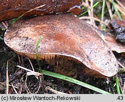 Tricholoma populinum (gąska topolowa)