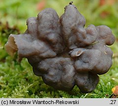 Helvella lacunosa (piestrzyca zatokowata)