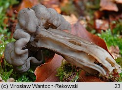 Helvella lacunosa (piestrzyca zatokowata)