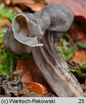 Helvella lacunosa (piestrzyca zatokowata)