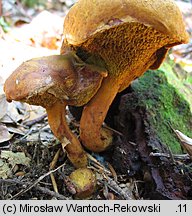 Buchwaldoboletus lignicola (złociec czerwonawy)