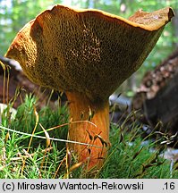 Buchwaldoboletus lignicola (złociec czerwonawy)