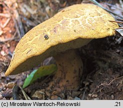 Buchwaldoboletus lignicola (złociec czerwonawy)