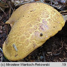 Buchwaldoboletus lignicola (złociec czerwonawy)