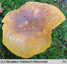 Buchwaldoboletus lignicola (złociec czerwonawy)