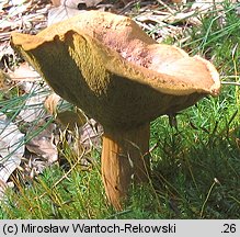 Buchwaldoboletus lignicola (złociec czerwonawy)