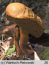 Buchwaldoboletus lignicola (złociec czerwonawy)