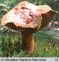 Buchwaldoboletus lignicola (złociec czerwonawy)