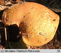 Buchwaldoboletus lignicola (złociec czerwonawy)