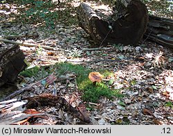 Buchwaldoboletus lignicola (złociec czerwonawy)