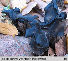 Helvella lacunosa (piestrzyca zatokowata)