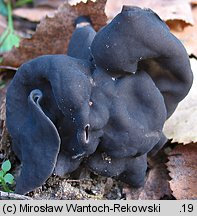 Helvella lacunosa (piestrzyca zatokowata)