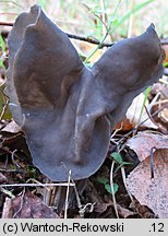 Helvella lacunosa (piestrzyca zatokowata)