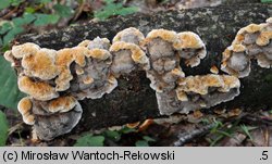 Mensularia nodulosa (błyskoporek guzkowaty)