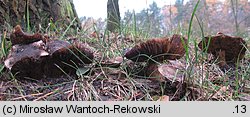 Tricholoma populinum (gąska topolowa)