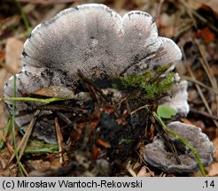 Phellodon niger (korkoząb czarniawy)