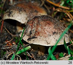 Tricholoma populinum (gąska topolowa)