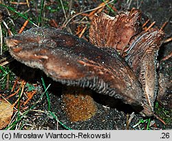 Tricholoma populinum (gąska topolowa)