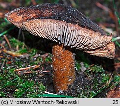 Tricholoma populinum (gąska topolowa)