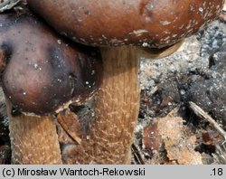 Cyclocybe erebia (polownica czekoladowobrązowa)