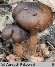 Cyclocybe erebia (polownica czekoladowobrązowa)