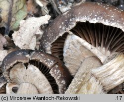 Cyclocybe erebia (polownica czekoladowobrązowa)