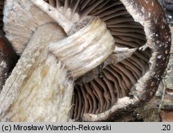 Cyclocybe erebia (polownica czekoladowobrązowa)