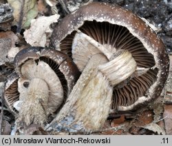 Cyclocybe erebia (polownica czekoladowobrązowa)