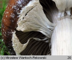 Cyclocybe erebia (polownica czekoladowobrązowa)