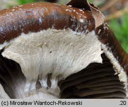 Cyclocybe erebia (polownica czekoladowobrązowa)