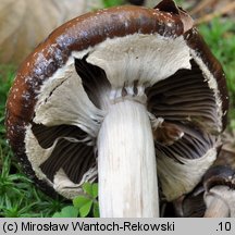 Cyclocybe erebia (polownica czekoladowobrązowa)