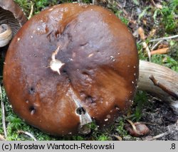 Cyclocybe erebia (polownica czekoladowobrązowa)