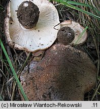 Tricholoma populinum (gąska topolowa)