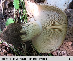 Tricholoma populinum (gąska topolowa)